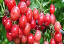 樱桃李和樱桃的区别？