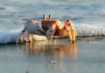 海蟹是寒性食物吗 海蟹的日常管理和分布