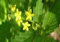 仙鹤草种类大全 不同种类的分布地区、外形特征和花果期不同