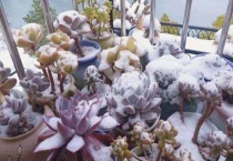 多肉淋雪后怎么多久？