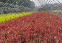 红叶石楠病虫害防治技术 附其危害特征