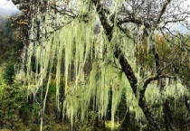 松萝是什么植物