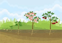 树的循环生长顺序是什么？