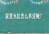 家里水缸怎么养泥鳅