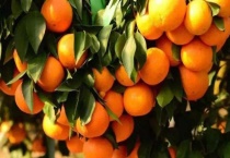 红美人是爱媛吗？