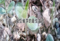 蚕豆催芽的最佳多久？