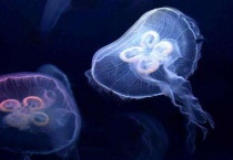 桃花水母可以养吗？