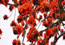 可以直接生吃木棉花吗 木棉花的食用方式有哪些？