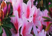 西洋杜鹃常见病害 附防治多久？