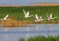 候鸟在西伯利亚栖息繁殖的季节