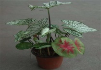 花叶芋耐寒吗？