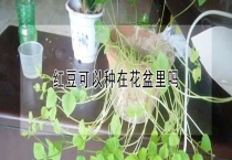 红豆可以种在花盆里吗？