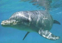 白鳍豚现状如何