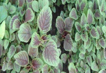 马齿苋和马苋菜一样吗？