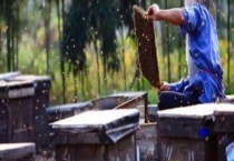 牛粪涂蜂箱有什么作用 牛粪涂蜂箱需要注意什么？