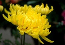 菊花有小黑虫怎么办？