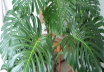 龟背竹能水培吗？附龟背竹的水培方法及水培管理