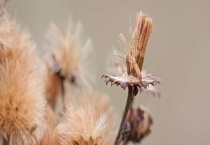 柴胡种子多少钱一斤 柴胡种植技术