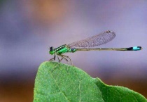 豆娘是什么昆虫