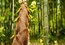 竹笋怎么处理 竹笋需要焯水吗？