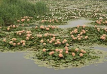 水生植物能适应水中生长是因为什么？