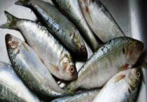 海鲫鱼和鲫鱼有什么区别？？它们的生物学分类是什么？