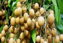 龙眼产地主要在哪个省 分别介绍龙眼的品种