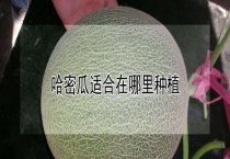 哈密瓜适合在哪里种植