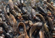 钓鲶鱼用什么鱼钩？钓组搭配是什么？