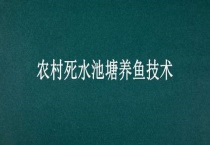 农村死水池塘养鱼技术
