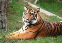 老虎会游泳吗？