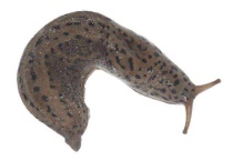 什么药可以消灭鼻涕虫