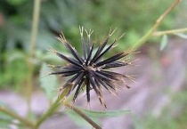 四方苦奈的功效