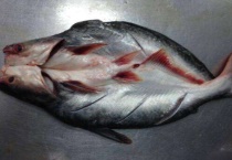 巴沙鱼长什么样子