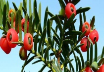 红豆杉什么时候开花结果？附开花结果的条件