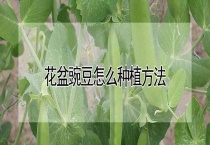 花盆豌豆怎么种植多久？