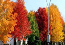 娜塔栎为落叶还是常绿植物 种植优势有哪些？