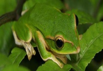 小青蛙如何过冬 附青蛙的生长习性