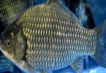 鲫鱼和草鱼有什么区别？？它们的生物学分类是什么？