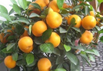 桔子树枯萎怎么办？