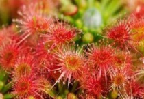 猪笼草的种子长什么样