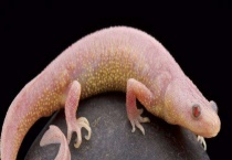 蝾螈吃什么食物 附蝾螈的饲养条件