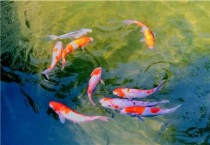 锦鲤吃小鱼吗？