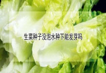 生菜种子没泡水种下能发芽吗？
