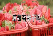 草莓有种子吗？
