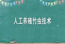 人工养殖竹虫技术