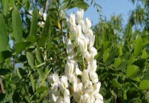 国槐原产地在哪里 生长习性有哪些 怎样防治病虫害