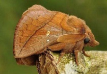 枯叶蛾和枯叶蝶的区别？