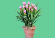 姜荷花冬天会死吗？