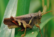 浙江10万只鸭子出征巴基斯坦灭蝗 具体是怎么回事 天敌是鸭子吗？